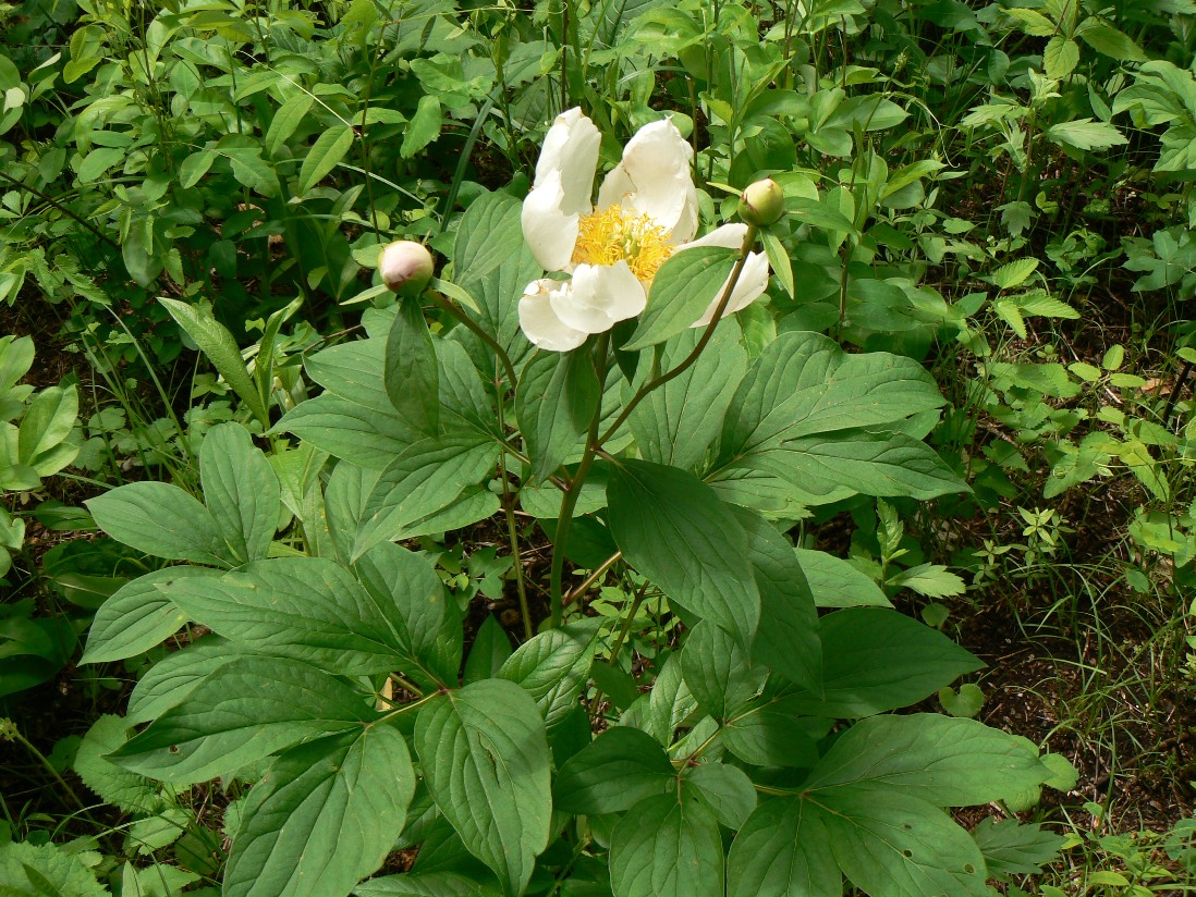 Image of Paeonia lactiflora specimen.