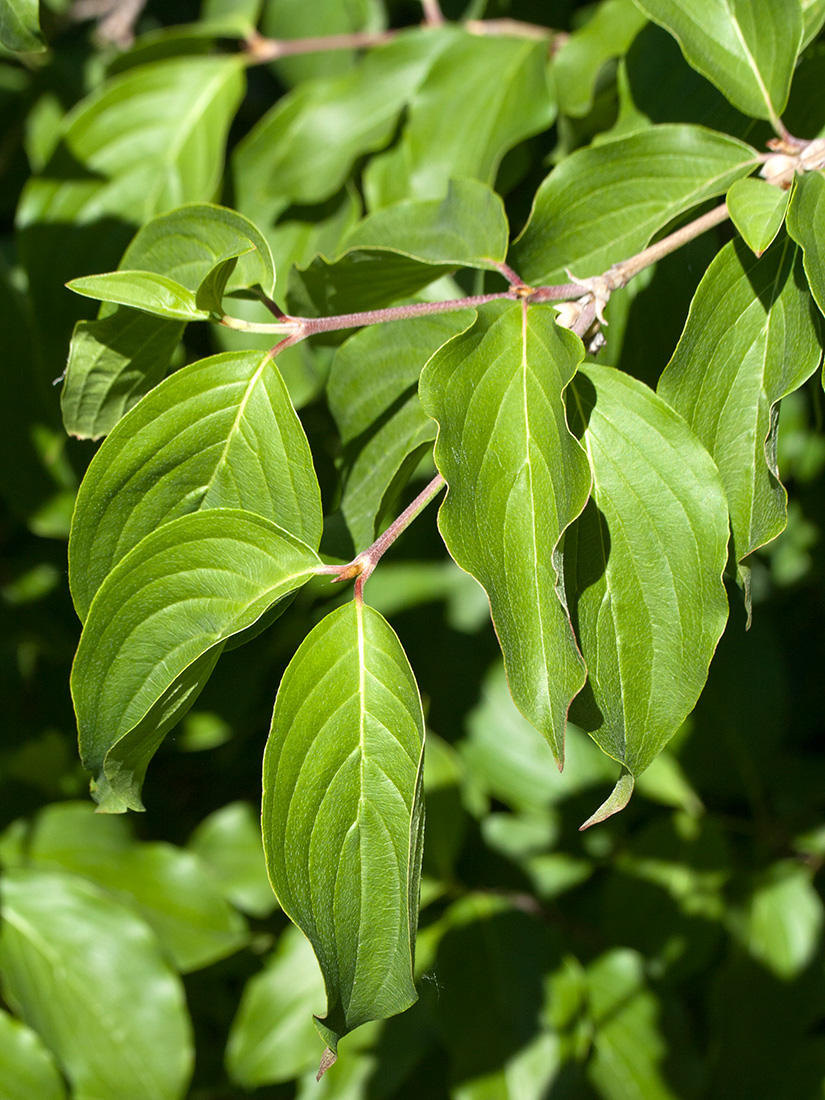 Image of Cornus mas specimen.