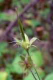 Geranium sylvaticum