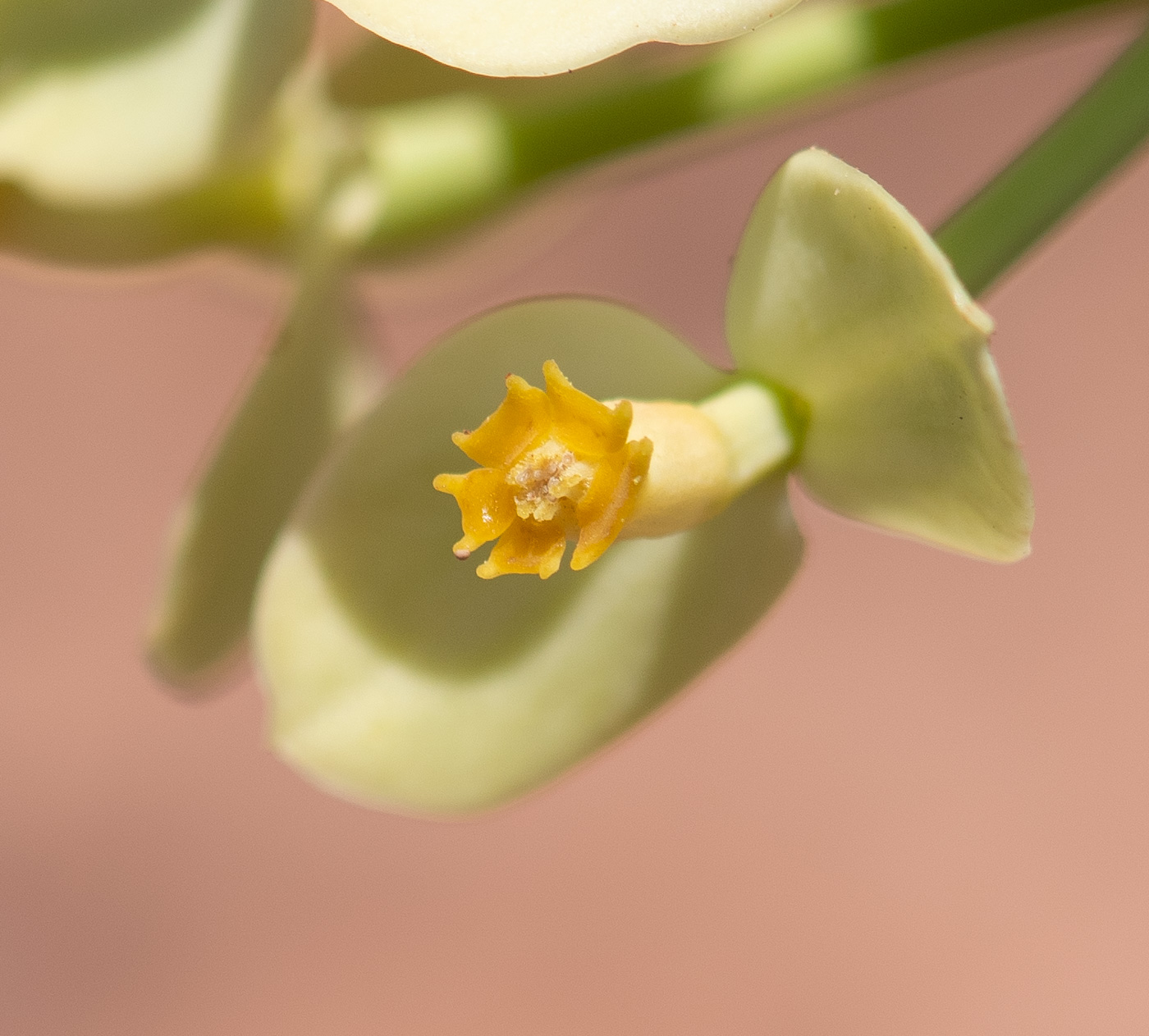 Image of Euphorbia regis-jubae specimen.