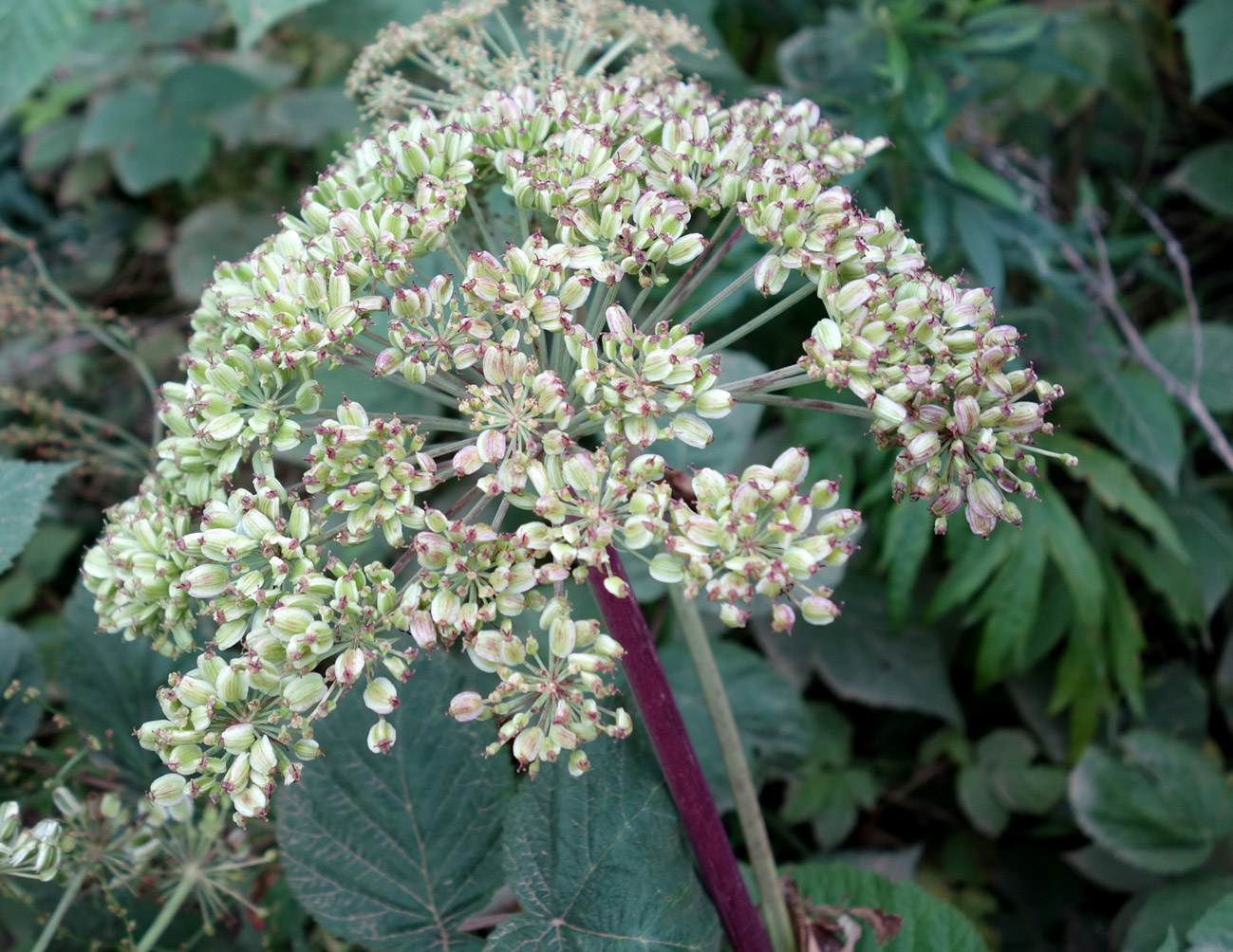 Изображение особи семейство Apiaceae.