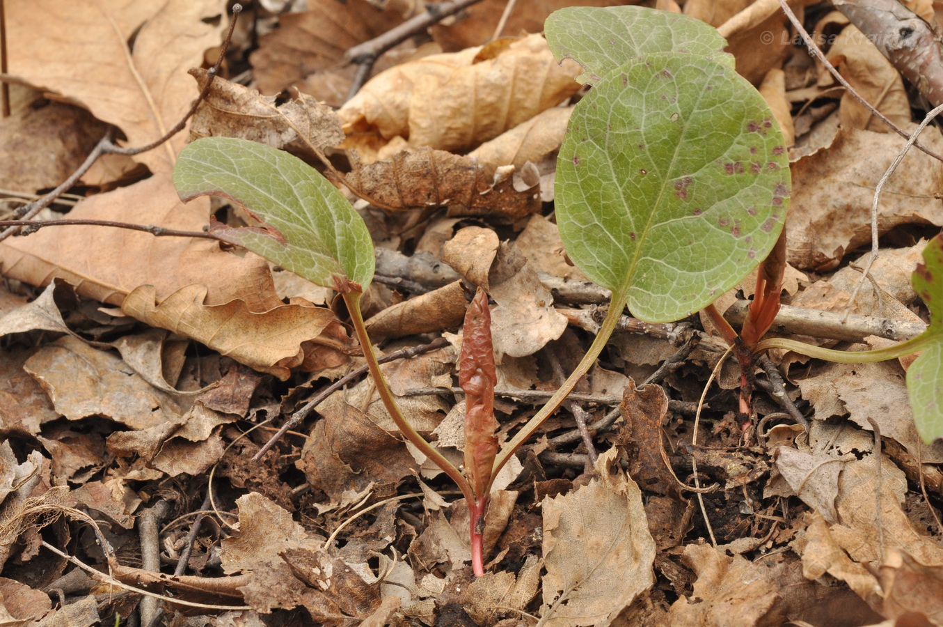 Image of genus Pyrola specimen.