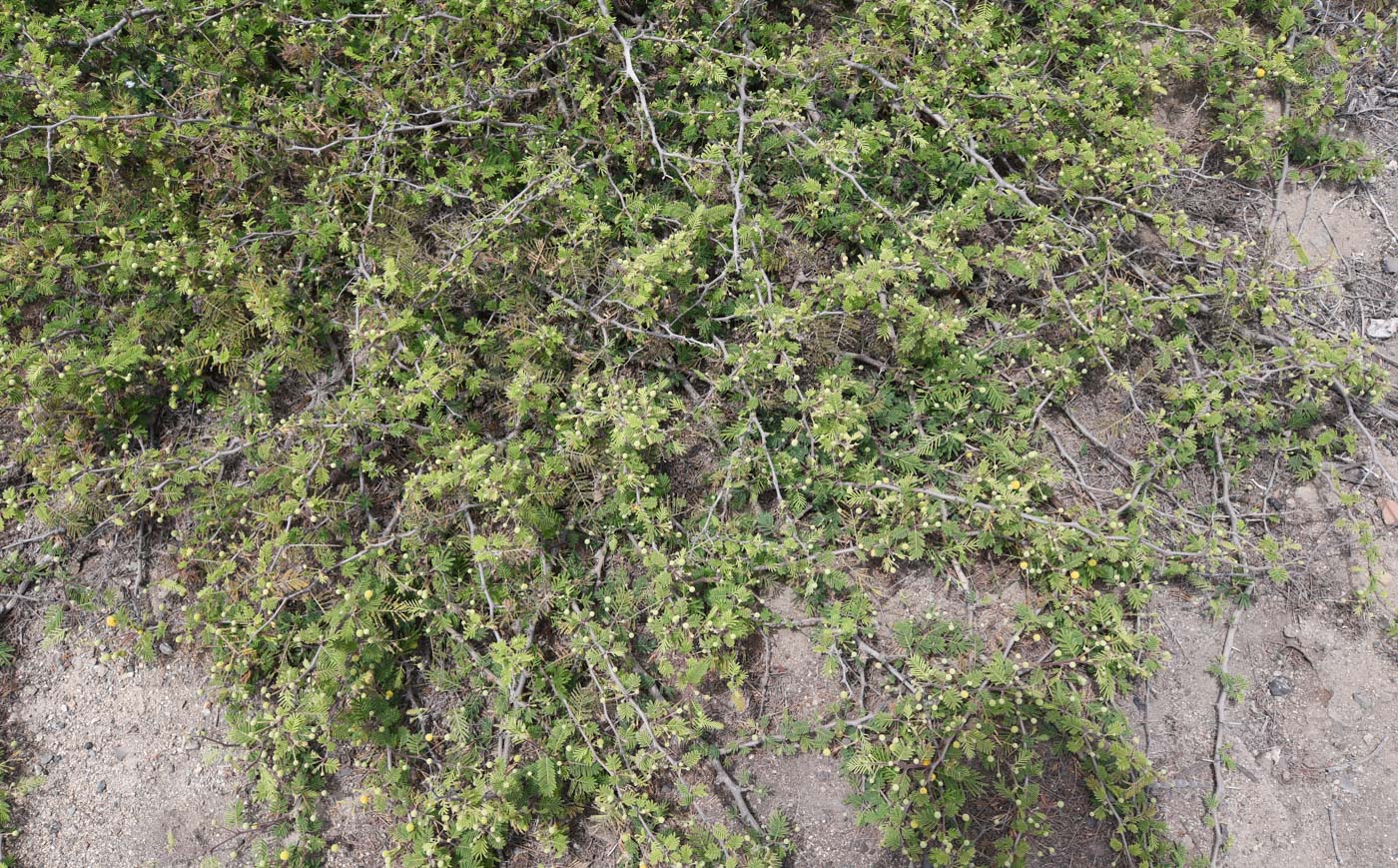 Image of Vachellia aroma var. huarango specimen.