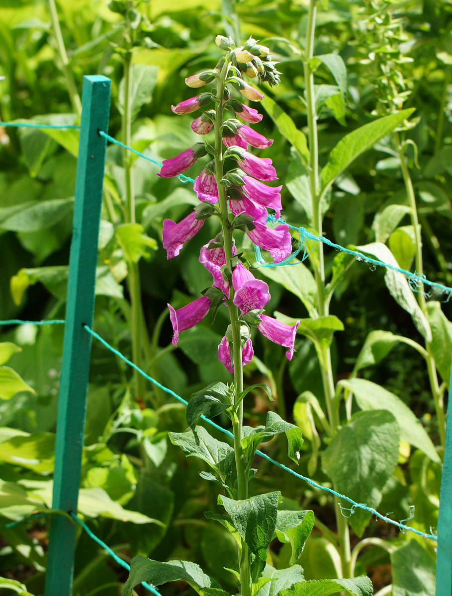 Изображение особи Digitalis purpurea.