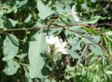 Lonicera tatarica. Часть веточки с цветками и завязывающимися плодами. Кыргызстан, Чуйская обл., окр. г. Бишкек восточнее с. Орто-Сай, предгорье, лог между холмами. 25.05.2019.