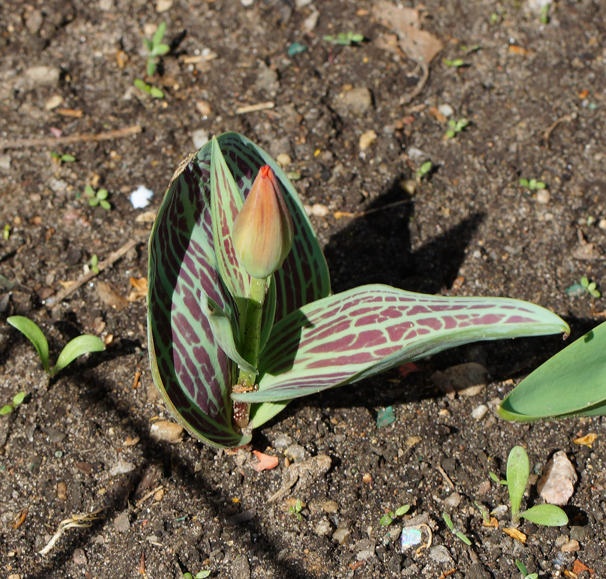 Image of Tulipa greigii specimen.