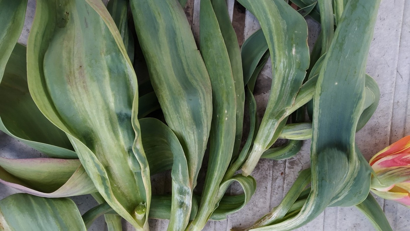 Image of genus Tulipa specimen.