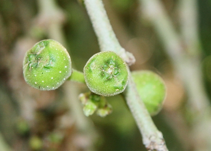 Изображение особи Ficus hispida.