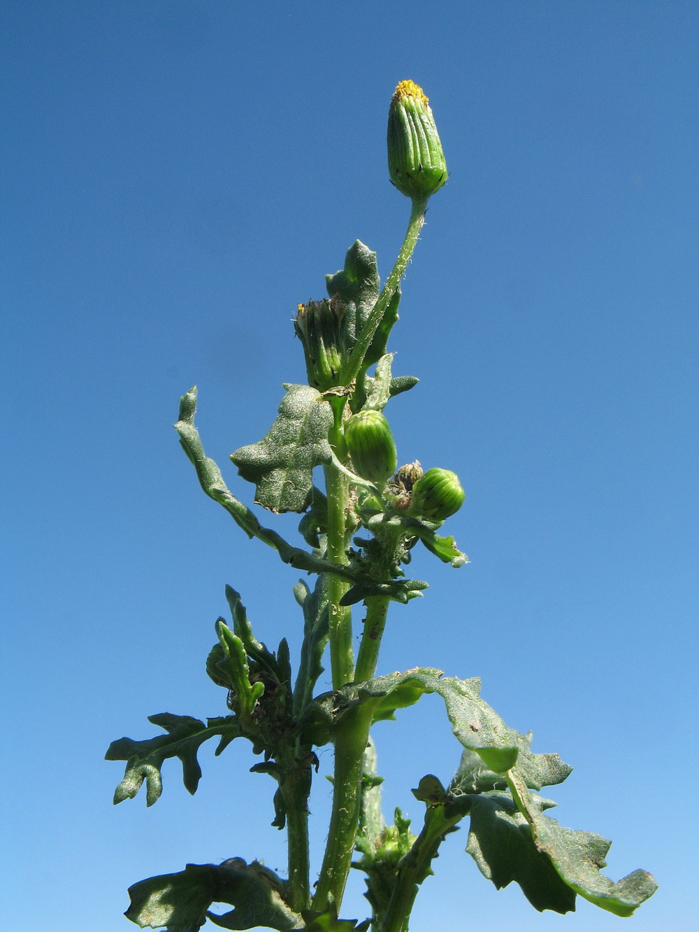 Изображение особи Senecio vulgaris.