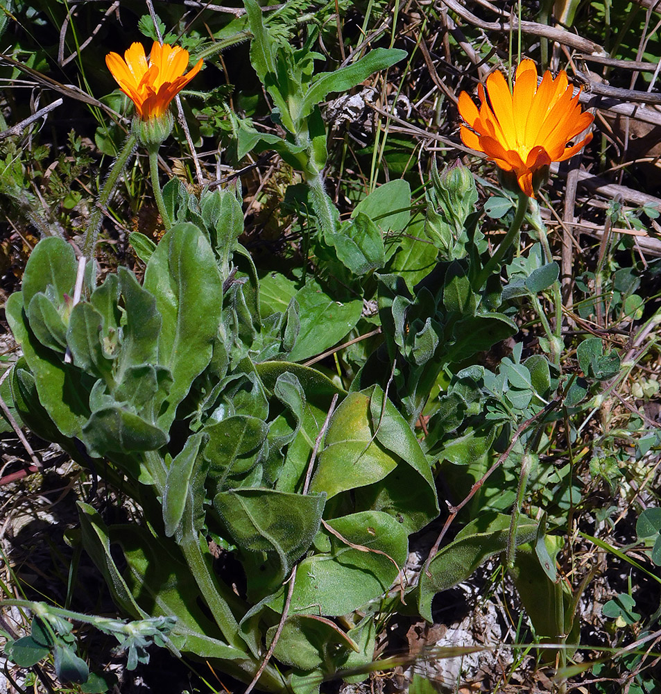 Image of Calendula officinalis specimen.