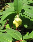 Hypericum calycinum