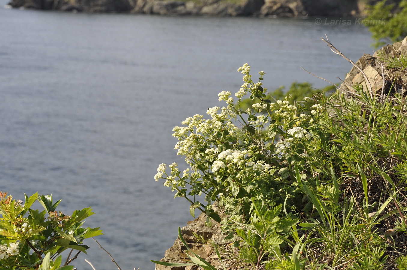 Изображение особи Galium platygalium.