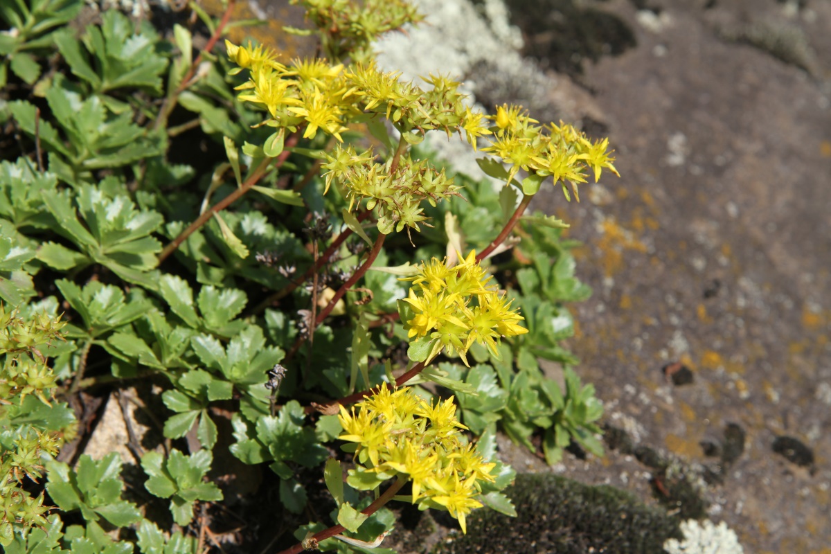 Image of Aizopsis hybrida specimen.