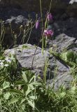 Lilium martagon