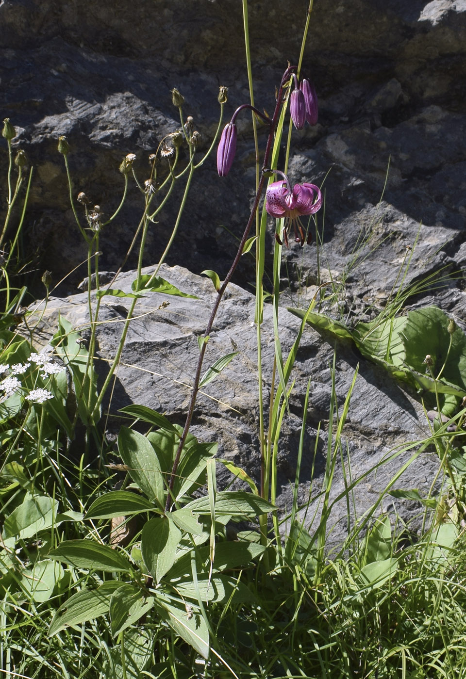 Изображение особи Lilium martagon.