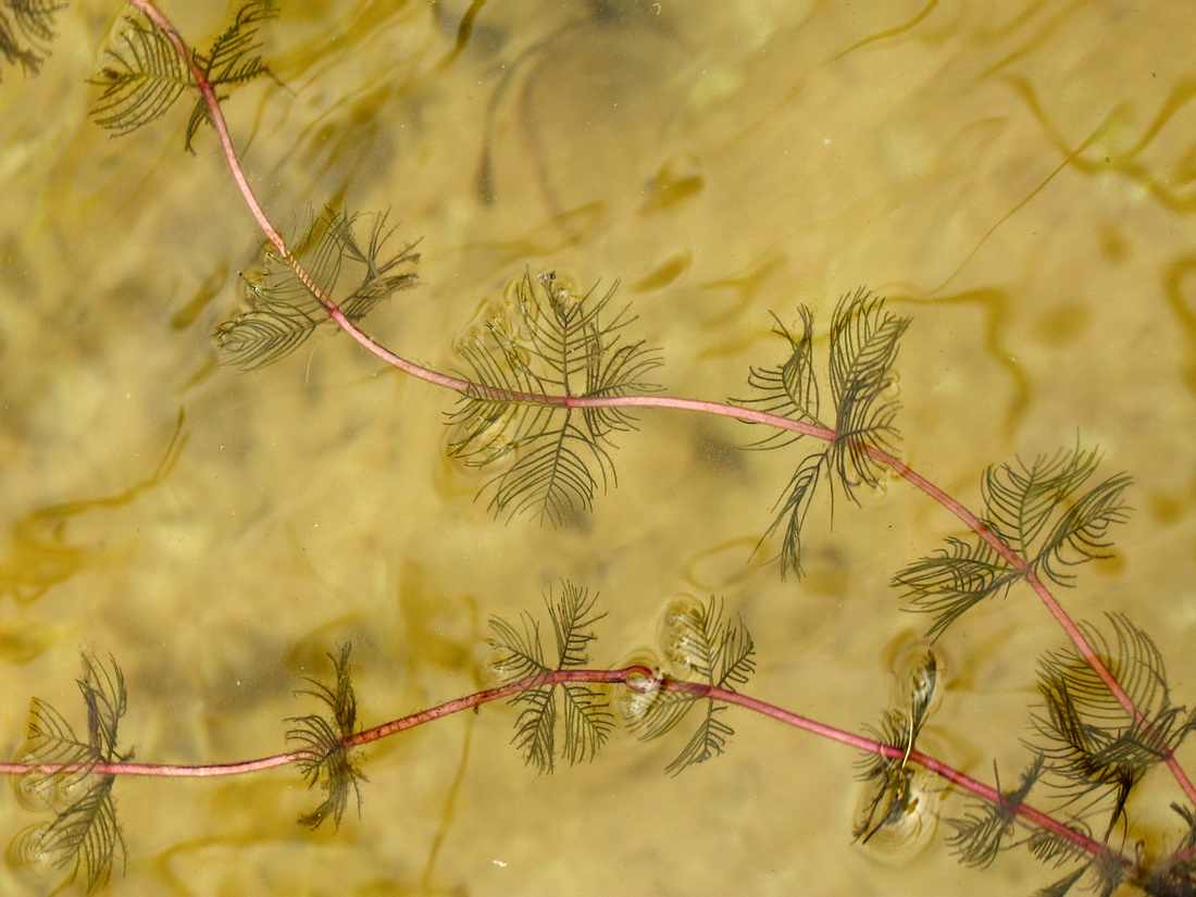 Image of Myriophyllum sibiricum specimen.