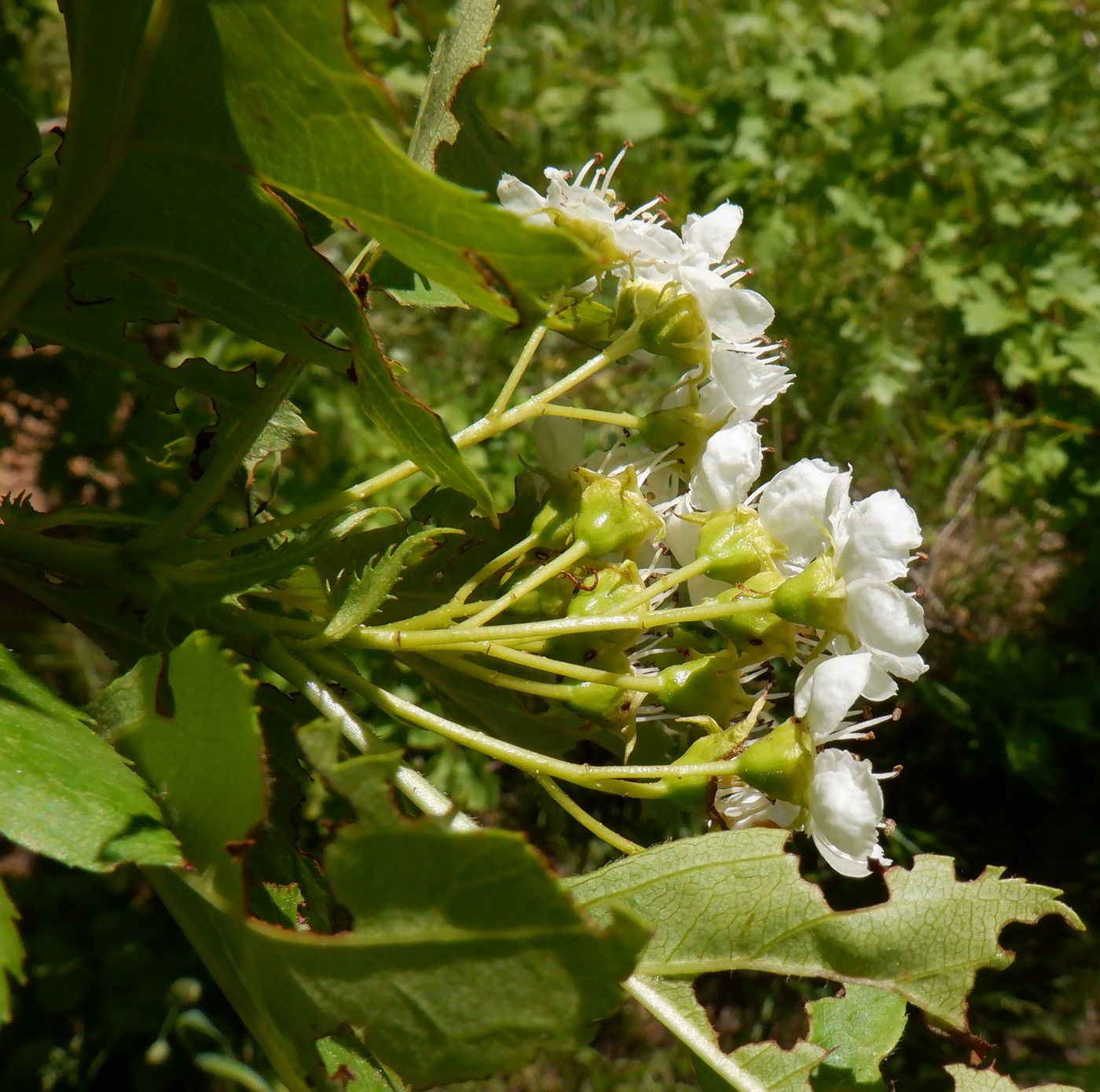 Image of Crataegus chlorocarpa specimen.