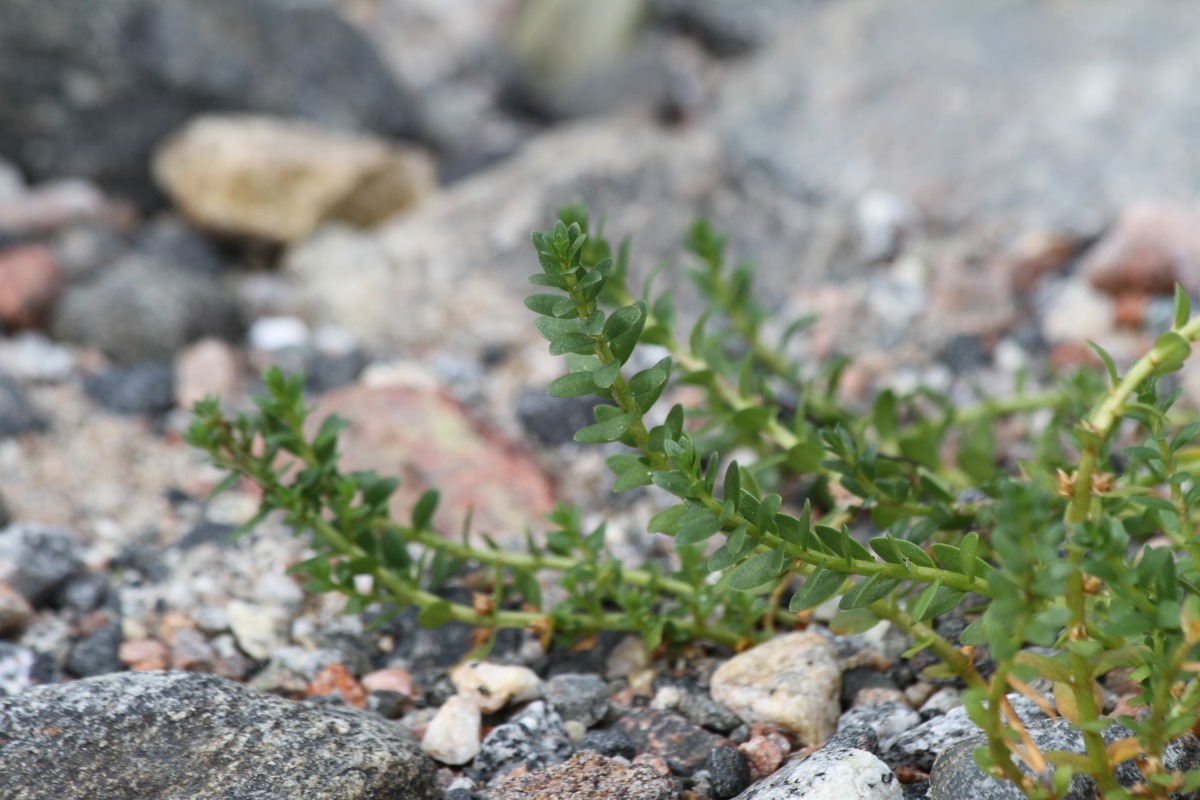 Image of Glaux maritima specimen.