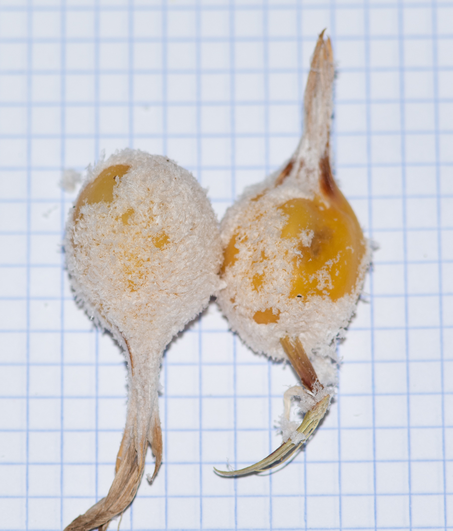 Image of familia Bromeliaceae specimen.