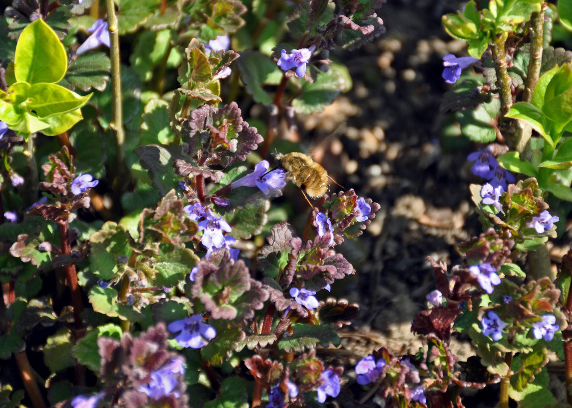 Изображение особи Glechoma hederacea.