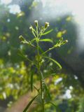 Conyza canadensis