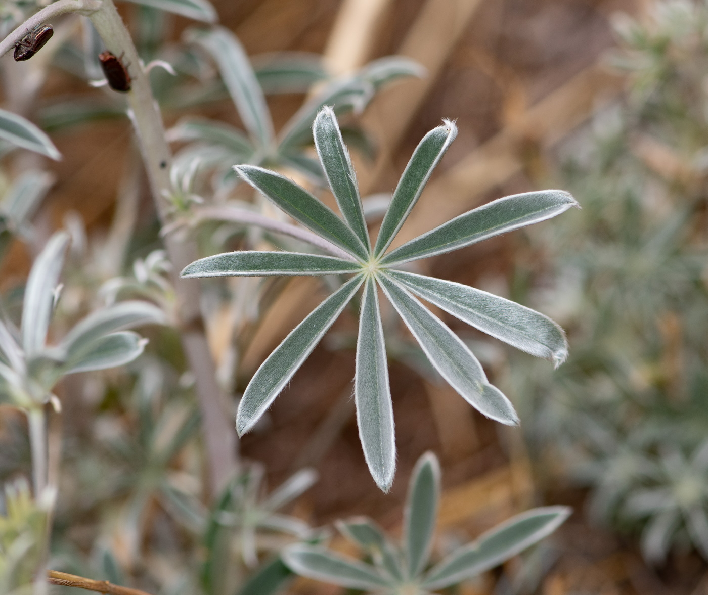 Изображение особи Lupinus mutabilis.