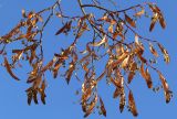 Tilia cordata