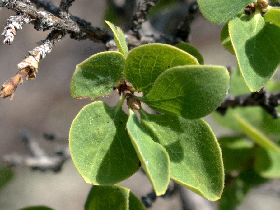 Изображение особи Lonicera microphylla.