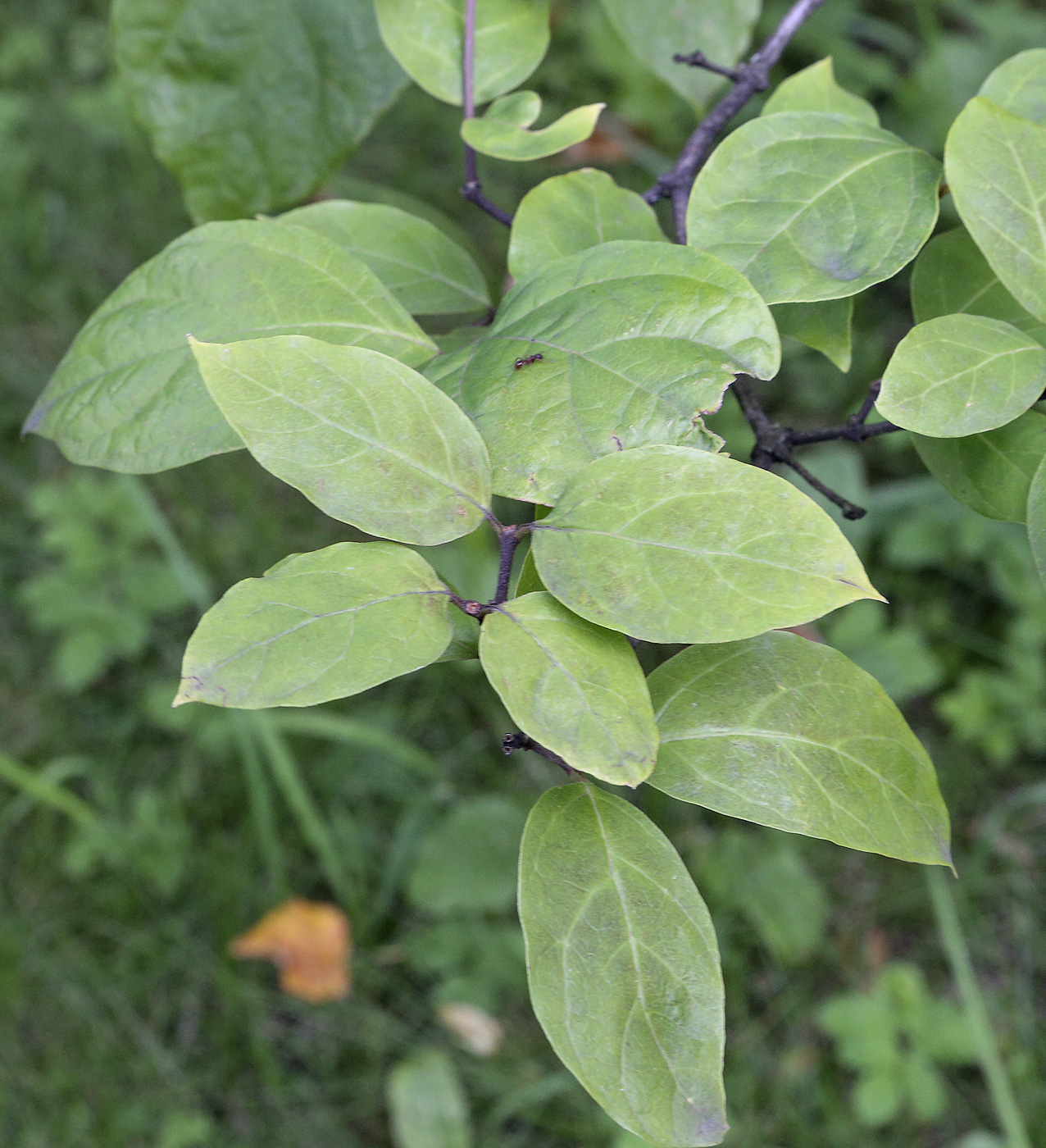 Image of Calycanthus floridus specimen.