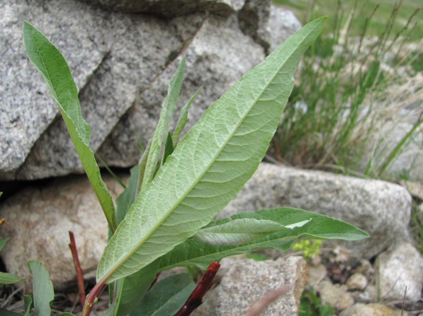 Image of genus Salix specimen.