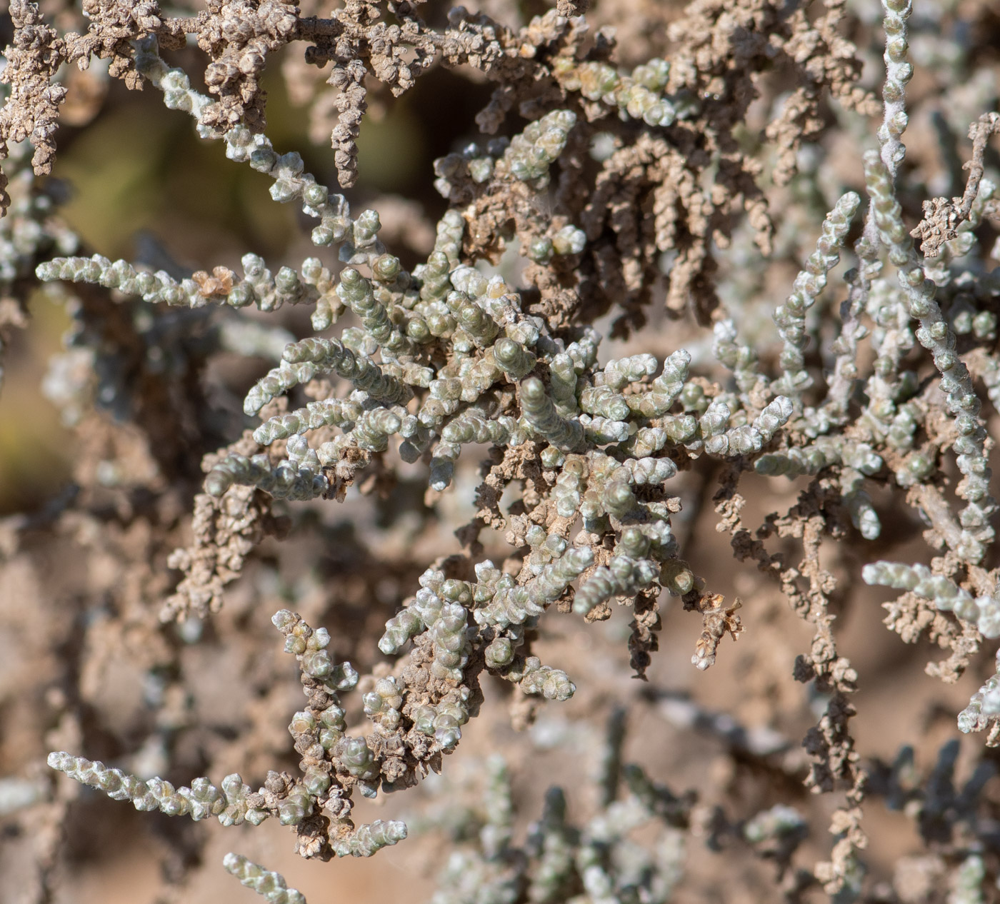 Изображение особи род Salsola.