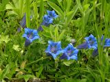 Gentiana dinarica
