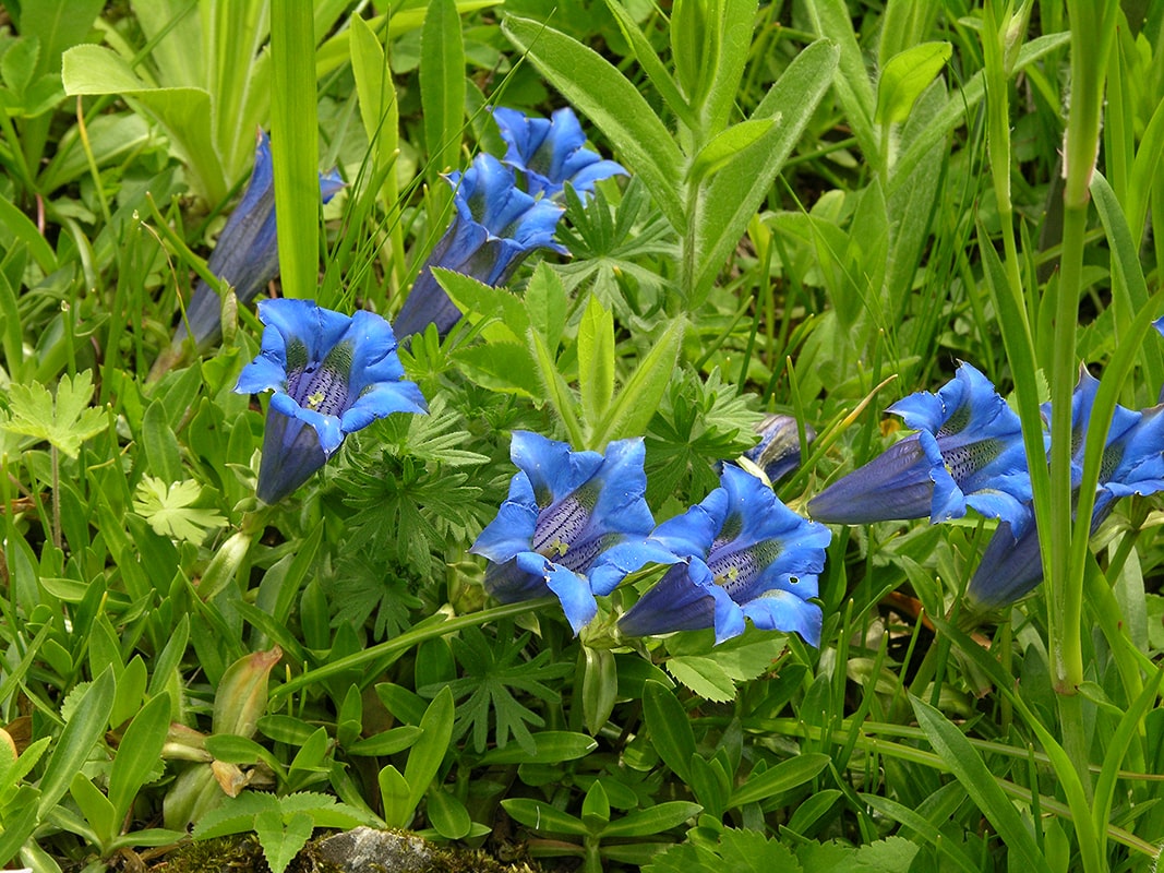 Image of Gentiana dinarica specimen.