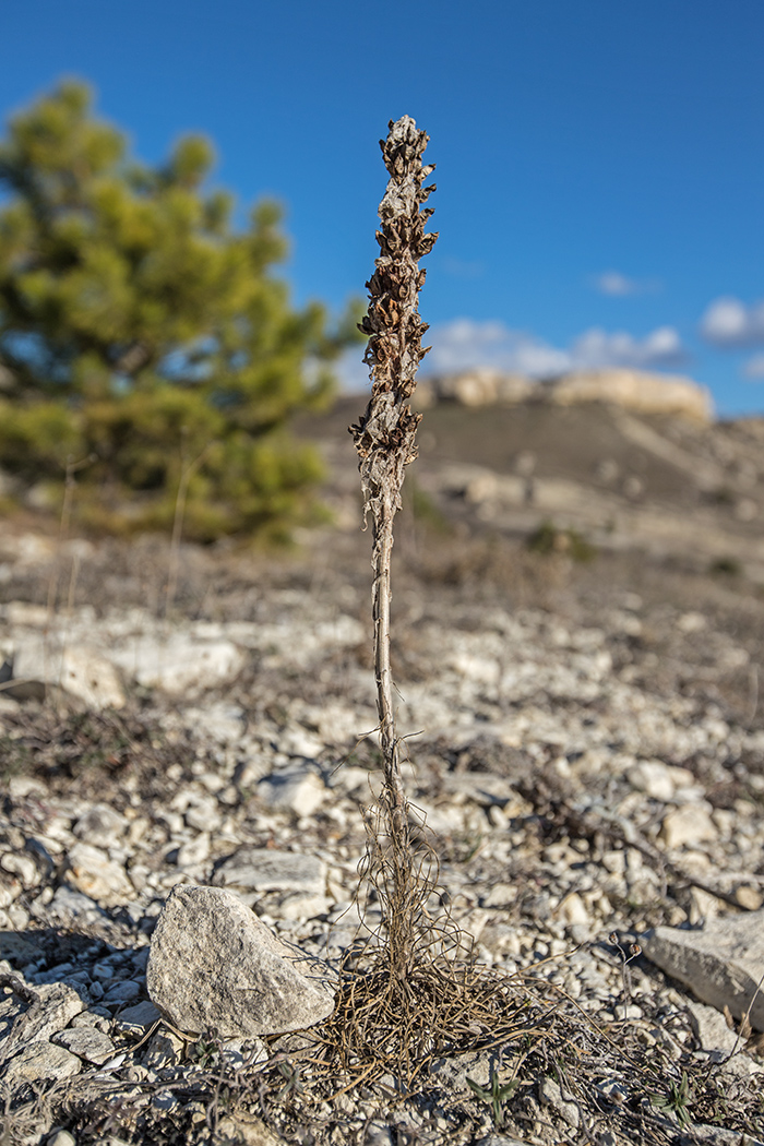 Image of Asphodeline taurica specimen.