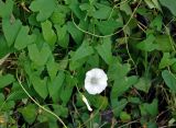 Calystegia sepium. Побеги, цветок и бутон. Астраханская обл., Лиманский р-н, окр. с. Воскресеновка, берег ерика Семёновский банк, прибрежные заросли кустарников. 20.08.2020.