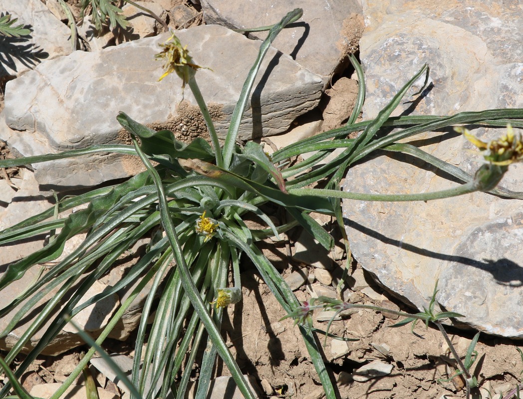 Image of Scorzonera leptophylla specimen.