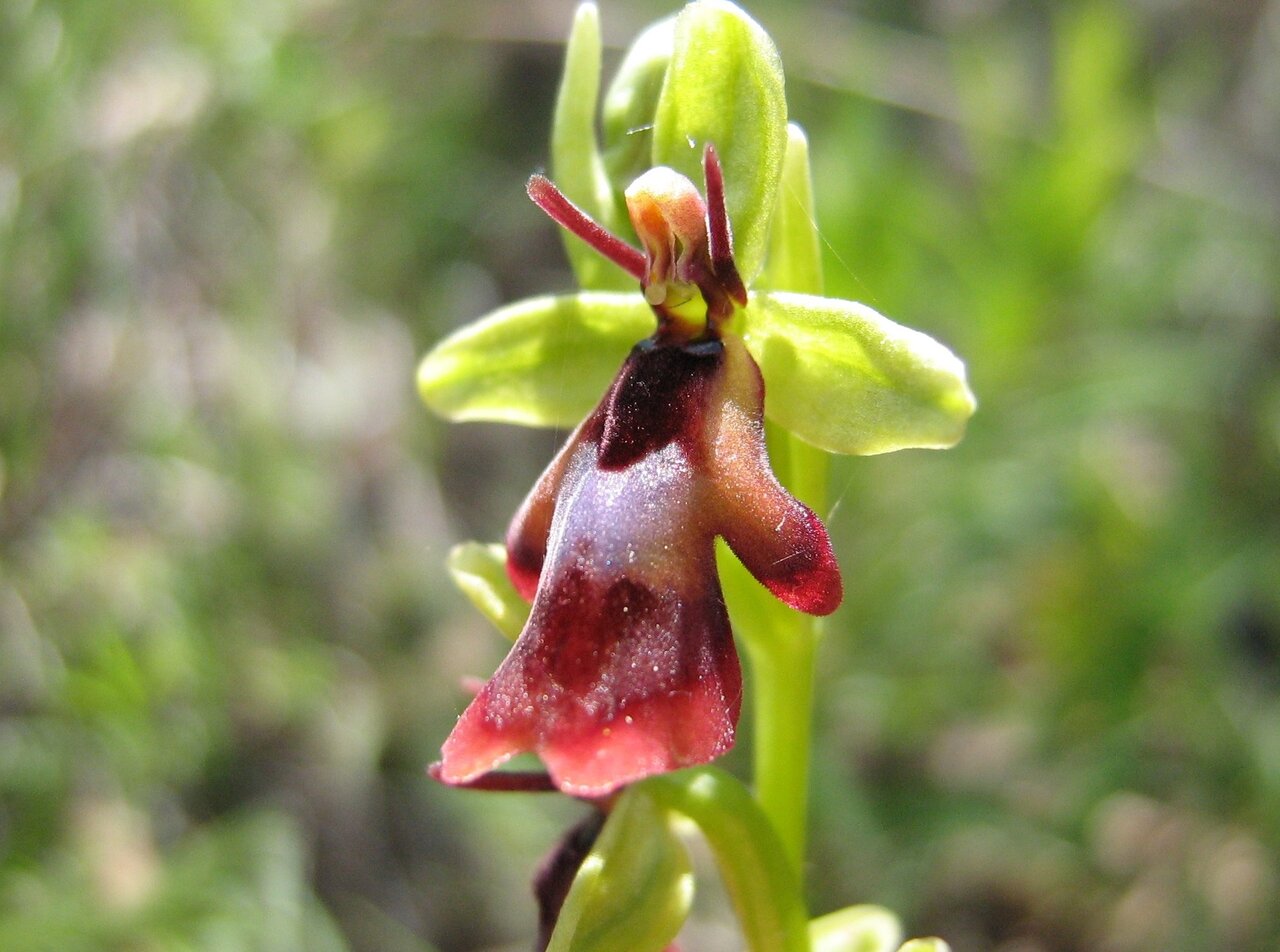 Image of Ophrys insectifera specimen.