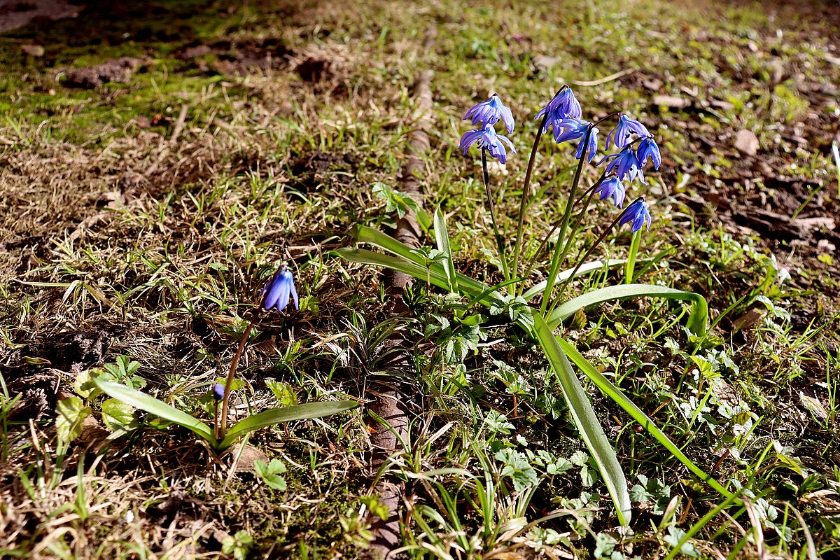 Image of Scilla siberica specimen.