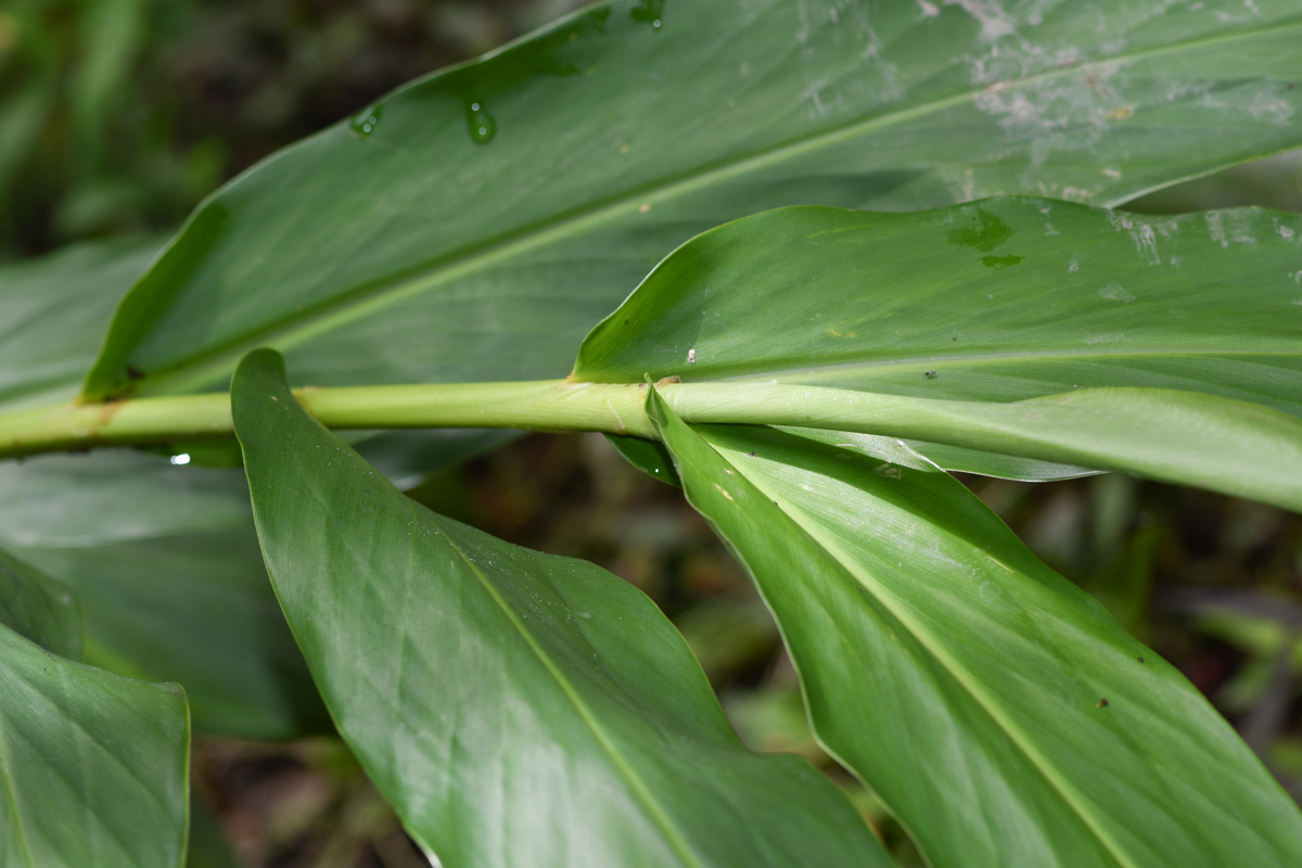 Изображение особи Heliconia subulata.