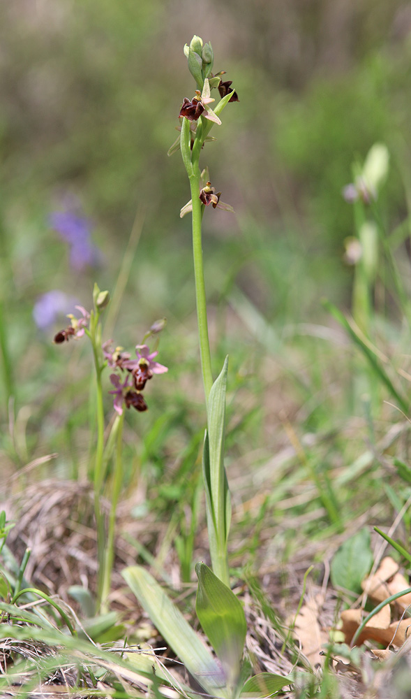 Изображение особи Ophrys mammosa ssp. caucasica.