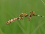 Carex disticha