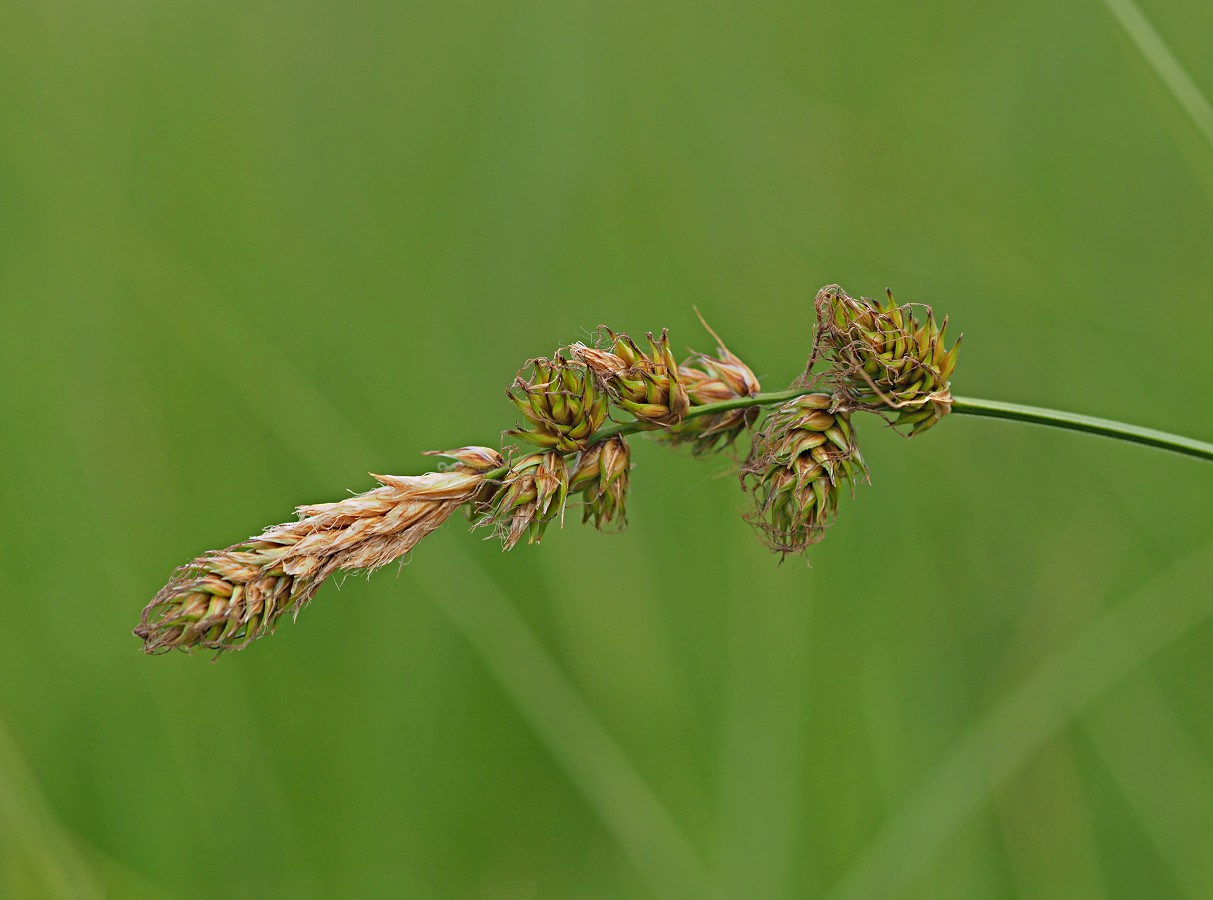 Image of Carex disticha specimen.