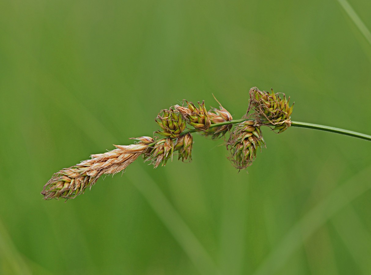 Изображение особи Carex disticha.