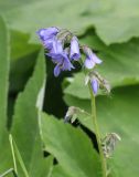 Polemonium caeruleum