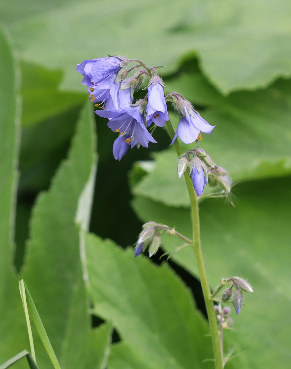 Image of Polemonium caeruleum specimen.