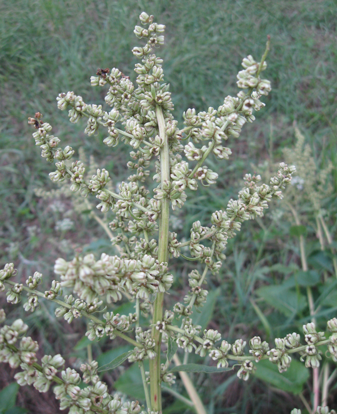 Image of Beta trigyna specimen.