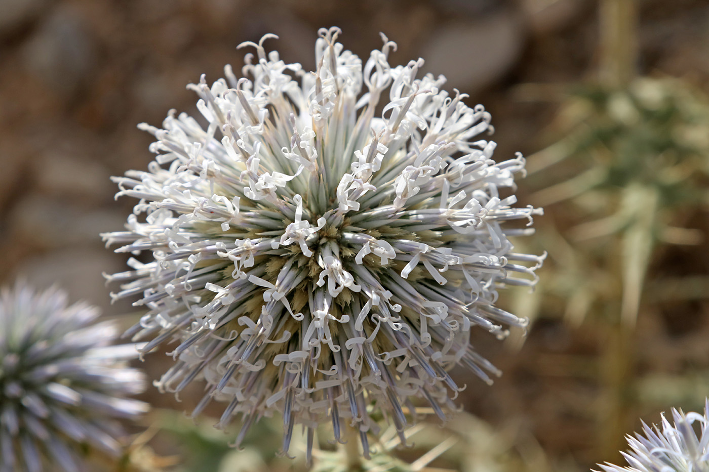 Изображение особи Echinops leucographus.