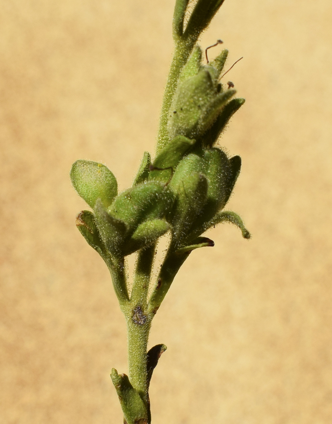 Image of Veronica fruticulosa specimen.