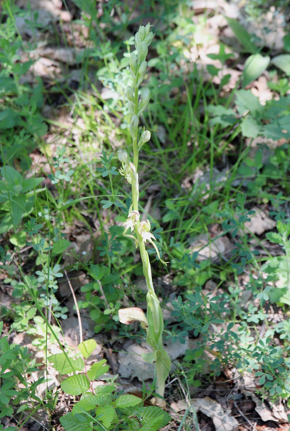 Изображение особи Himantoglossum caprinum.