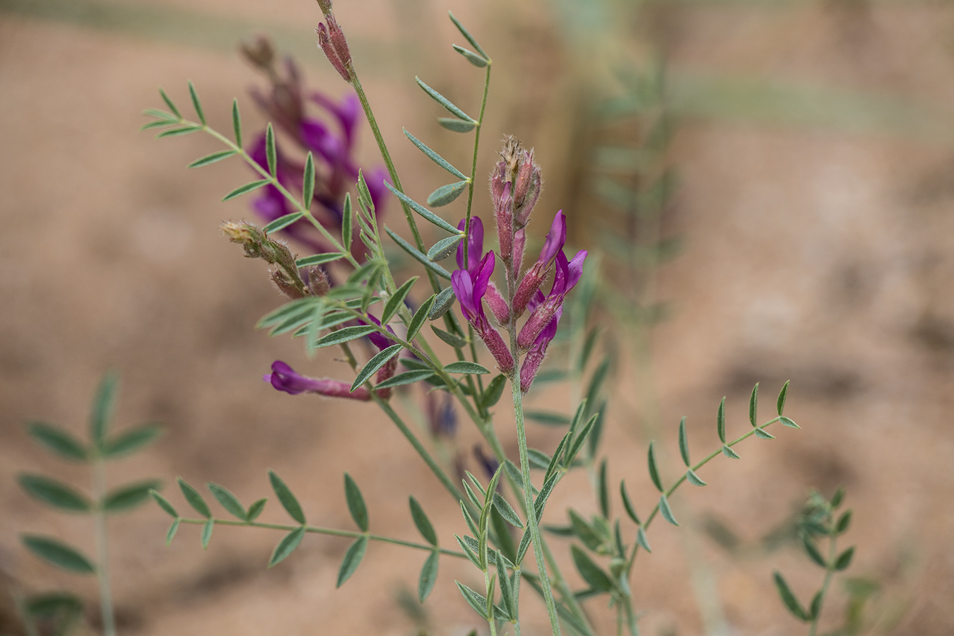 Image of Astragalus varius specimen.